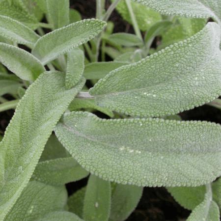 Salvia officinalis