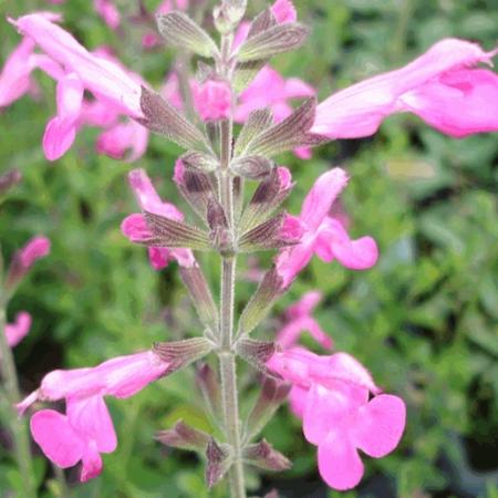 Salvia microphylla 'Pink Beauty'