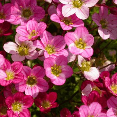 Saxifraga arendsii 'Pixie' roze