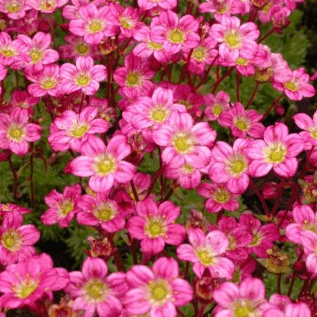 Saxifraga arendsii 'Peter Pan'