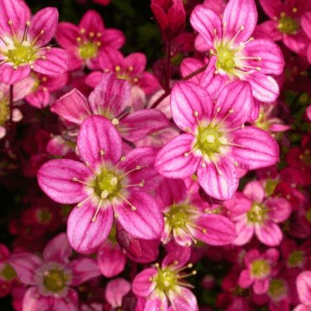 Saxifraga arendsii 'Purperteppich'