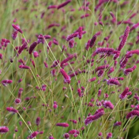 Sanguisorba tenuifolia var. 'Purpurea'