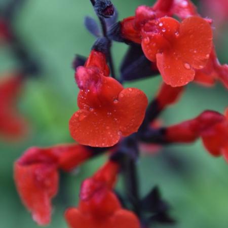 Salvia microphylla 'Royal Bumble'