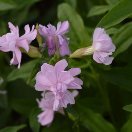 Saponaria officinalis 'Rosea Plena'