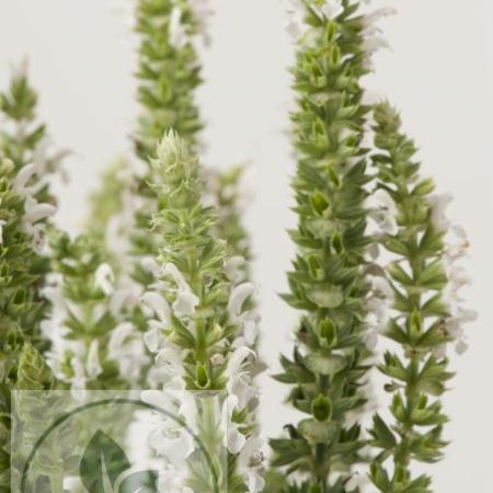Salvia nemorosa 'Sensation Medium White'