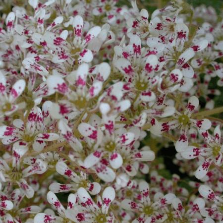 Saxifraga cotyledon 'Southsideedling'