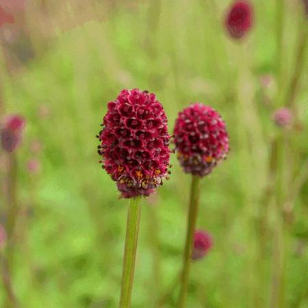 Sanguisorba officinalis 'Tanna'