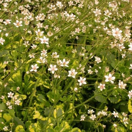 Saxifraga urbium 'Variegata'