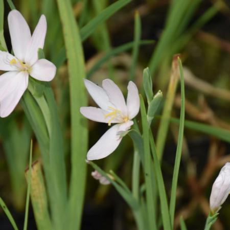 Schizostylis coccinea 'Alba'