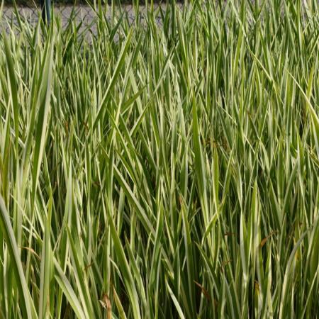 Schoenoplectus lacustris 'Albescens'