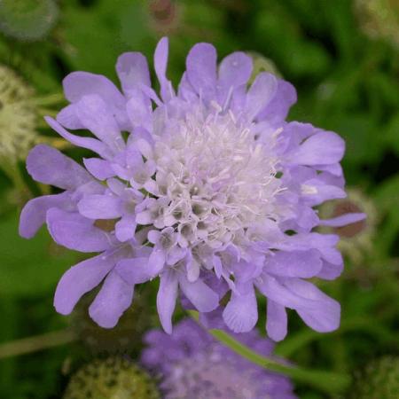 Scabiosa japonica var. alpina