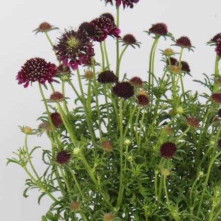 Scabiosa hybride 'Barocca'