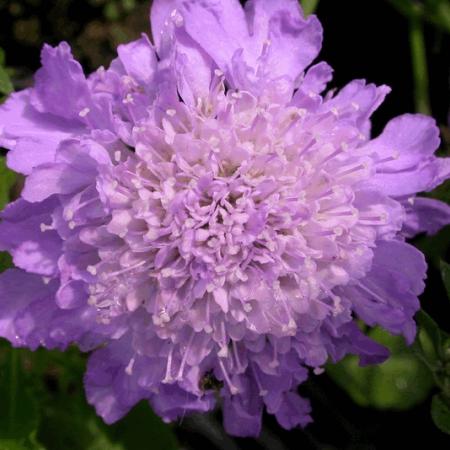 Scabiosa columbaria 'Butterfly Blue'