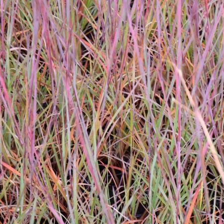 Schizachyrium scoparium 'Blue Heaven'