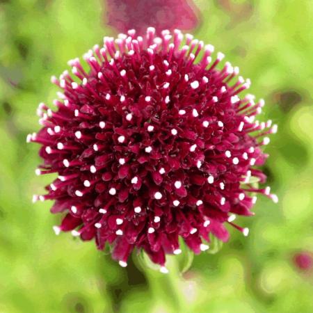 Scabiosa hybride 'Chile Black'