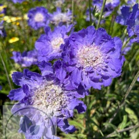 Scabiosa caucasica 'Clive Greaves'