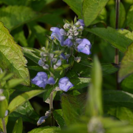 Scutellaria incana