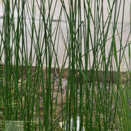 Schoenoplectus lacustris (Scirpus)