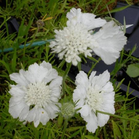 Scabiosa caucasica 'Miss Willmott'