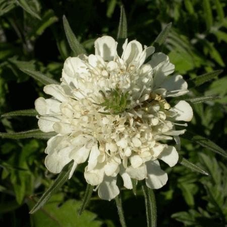 Scabiosa ochroleuca