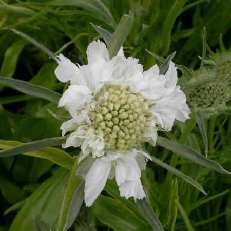 Scabiosa caucasica 'Perfecta Alba'