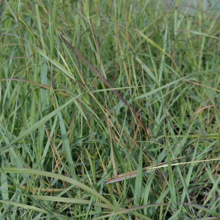 Schizachyrium scoparium 'Prärie Blues'