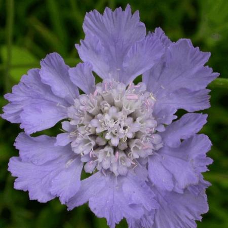 Scabiosa caucasica 'Perfecta'