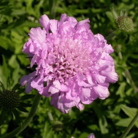 Scabiosa columbaria 'Pink Mist'