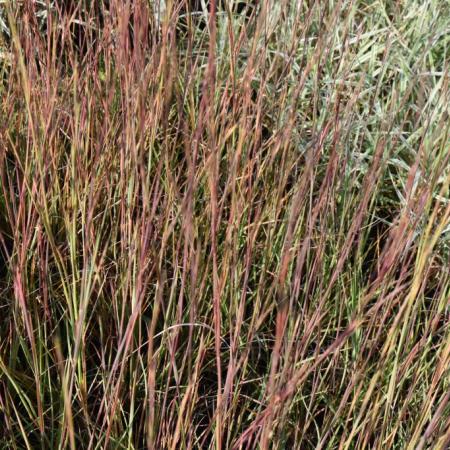 Schizachyrium scoparium