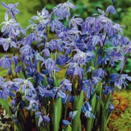 Scilla sibirica