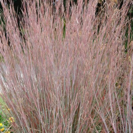 Schizachyrium scoparium 'Standing Ovation'