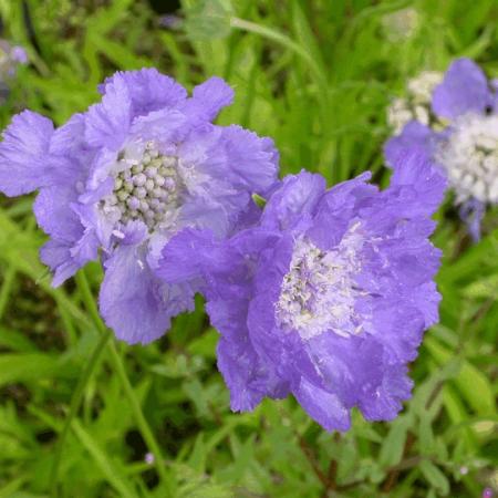 Scabiosa caucasica 'Stäfa'