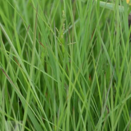 Schizachyrium scoparium 'Wildwest'