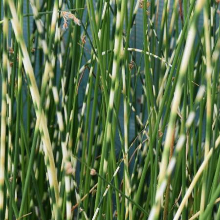 Schoenoplectus (Scirpus) tabern. 'Zebrinus'