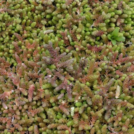 Sedum acre