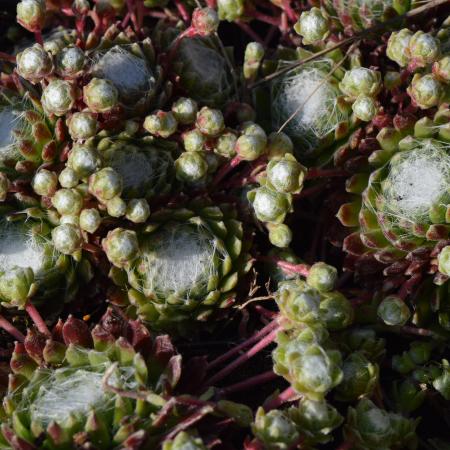 Sempervivum arachnoideum