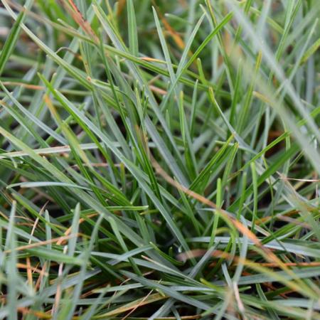 Sesleria caerulea