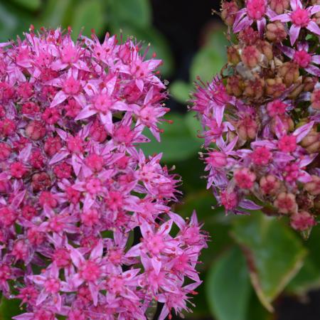 Sedum hybride 'Carl'