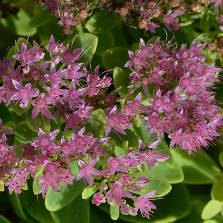 Sedum hybride 'Carmen'