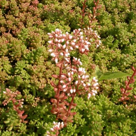 Sedum album 'Coral Carpet'