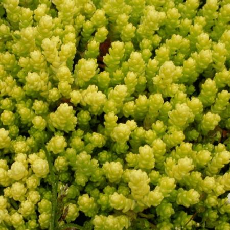 Sedum acre 'Elegans'