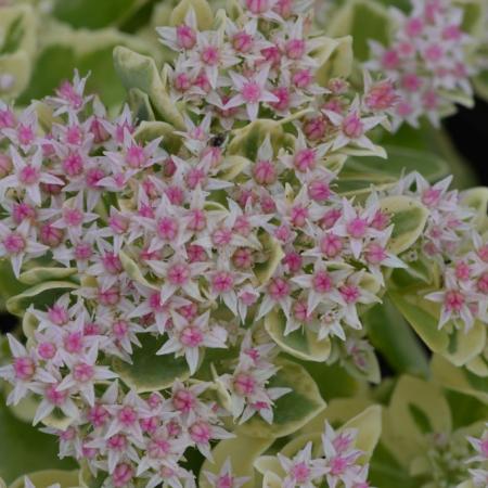 Sedum hybride 'Frosty Morn'
