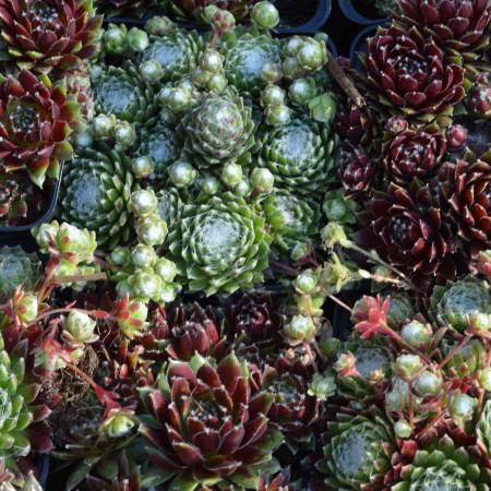 Sempervivum gemengd