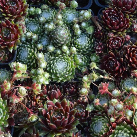 Sempervivum gemengd