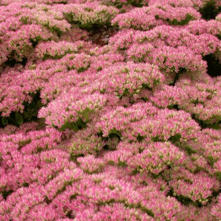 Sedum hybride 'Herbstfreude'