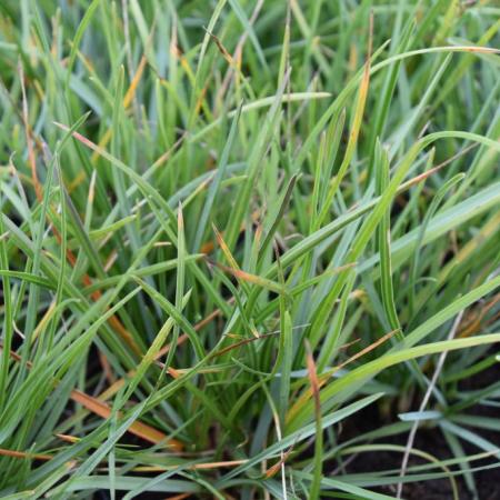 Sesleria 'Heufleriana'