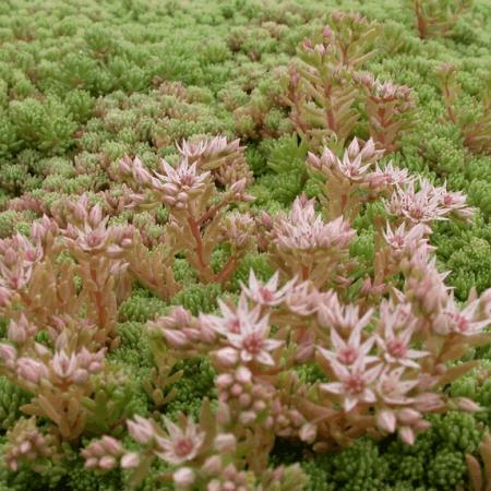 Sedum hispanicum