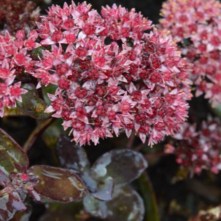 Sedum hybride 'José Aubergine'