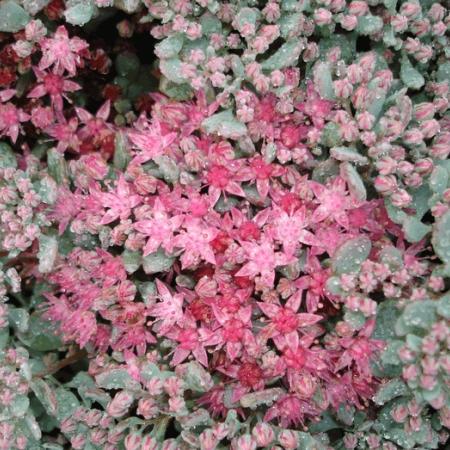 Sedum cauticola 'Lidakense'