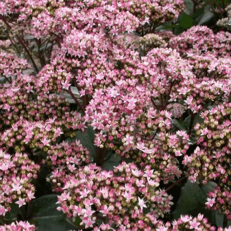 Sedum hybride 'Matrona'